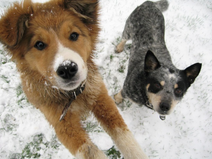 64419-dogs-dogs-in-snow